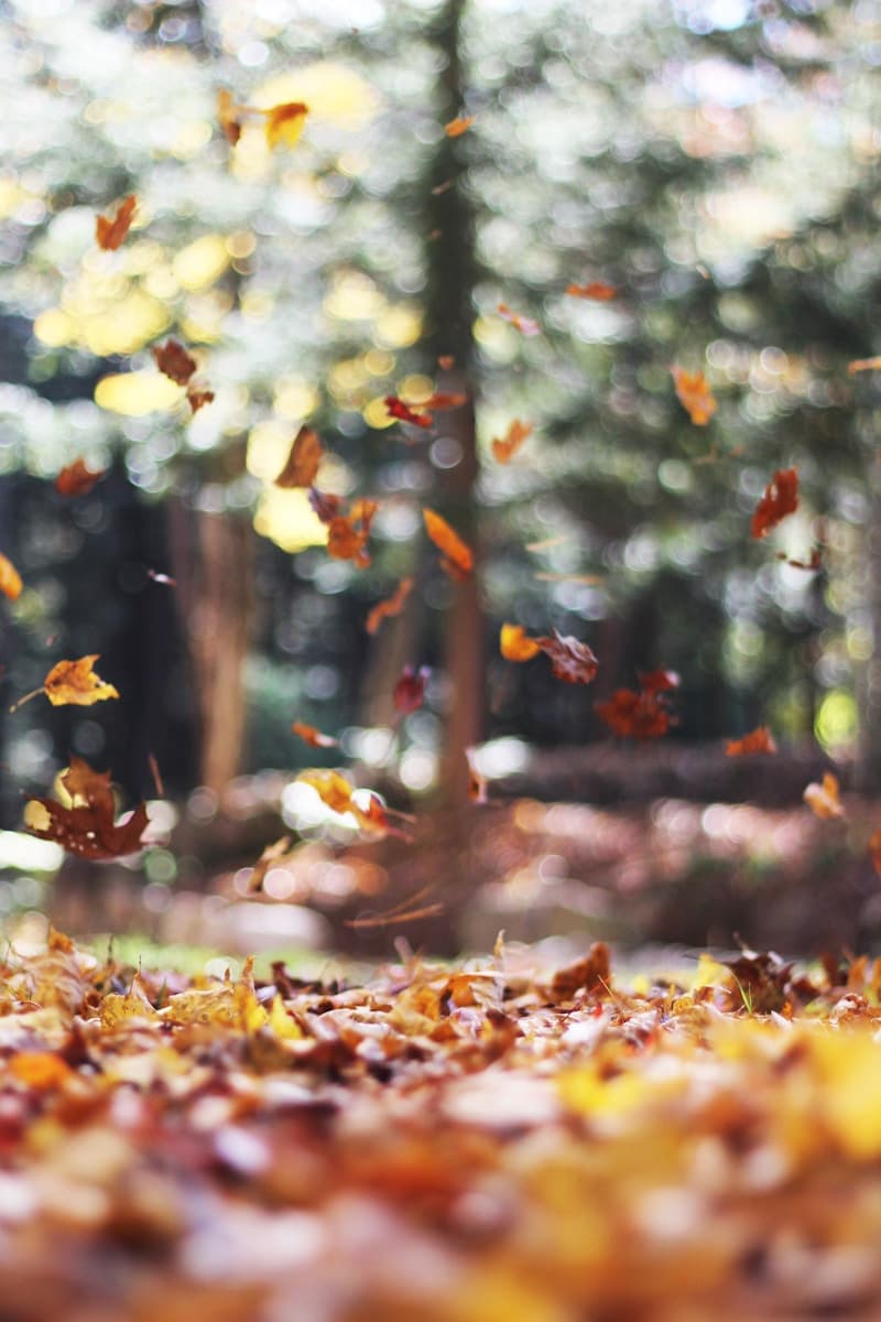 Catching the Leaves